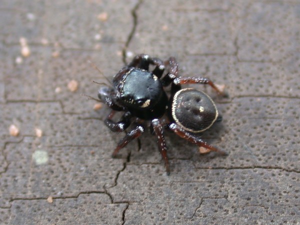 Jumping Spider